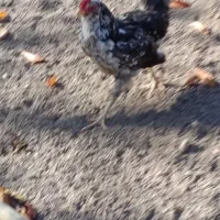 فروش خروس گلین طوسی جوان