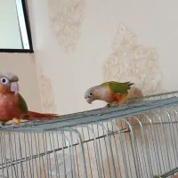 جفت گرینچیک اکستیریم