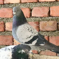 سبز پرشی بازیدار