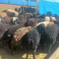 فروش ۵۰راس بره نر درجه ی یک جفتی ۷۵ کیلو