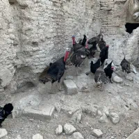 بوقلمون نر و ماده همگی باهم ب فروش میرسد خوش زات