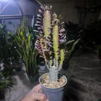 افوربیا ۴۰|گل و گیاه طبیعی|اصفهان, شاه پسند|دیوار