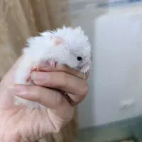 همستر نژاد دار