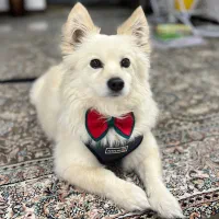 سگ پامر روباهی