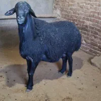 قوچ قره قزل حریف 100راس گوسفند