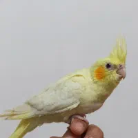 جوجه عروس هلندی لوتینو نرمه خور