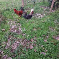 خروس لهستانی و خروس اصلاح شده گلپایگانی|حیوانات مزرعه|رشت, گلسار|دیوار