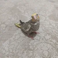 جوجه عروس هلندی