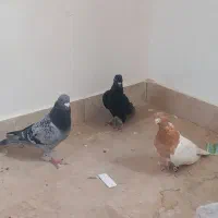 پرنده|پرنده|بروجرد, |دیوار