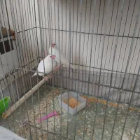 فنچ نرگسی