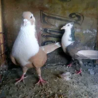 نروماده جفتگاه.   ‌جوجه کرمونی|پرنده|مشهد, آزادشهر|دیوار