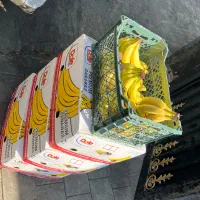 میوه لوکس برای مجالس عروسی و ختم|خدمات پذیرایی، مراسم|تهران, میدان میوه و تره‌بار مرکزی|دیوار