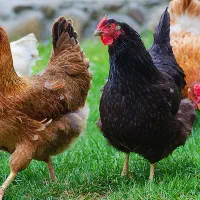 مرغ و خروس