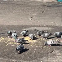 واحد 80 متری در مسکن مهرخورشید 8 پیشوا ورامین