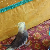 عروس هلندی ۲ ماهه