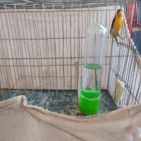 قناری|پرنده|محمدیه-قزوین, |دیوار