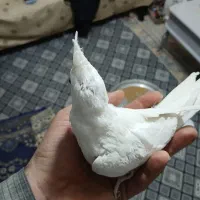 عروس هلندی البینو نر و ماده زیر قیمت|پرنده|تهران, منیریه|دیوار