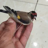 دو تا سهره ماده