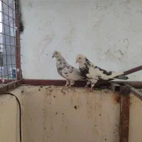 کبوتر|پرنده|کرج, کوی امامیه|دیوار