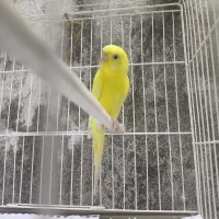 مرغ عشق|پرنده|رشت, فلسطین|دیوار