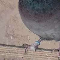 نرسبزکاکلی حلقه اهنی داره محدوده سبلان