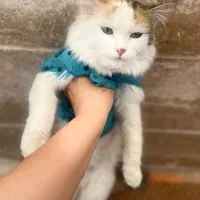 واگذاری گربه رایگان