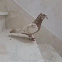 کبوتر