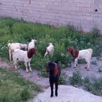 6تا بزغاله درجه یک اصل نژاد به فروش می‌رسد