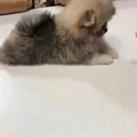 پامر خرسی ماده