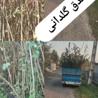 فروش نهال فندق گلدانی ریشه پرس