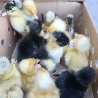 مرغابی گوشتی|حیوانات مزرعه|رشت, رودباری|دیوار