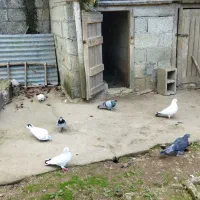 کبوتر پرشی|پرنده|صومعه‌سرا, |دیوار