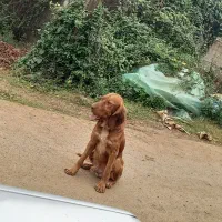 سگ شکاری نر|سگ|رشت, گلسار|دیوار