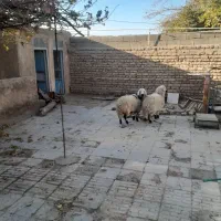 بره محلی|حیوانات مزرعه|زرند, |دیوار