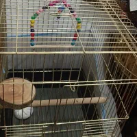 قفس عروس هلندی طوطی و....