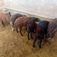 بره ماده قزل