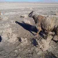 قوچ|حیوانات مزرعه|شیراز, بید زرد|دیوار