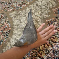 1600|پرنده|شیراز, فاضل|دیوار