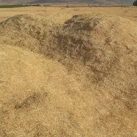 فروش  کاه یونجه  جو  گندم