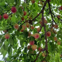 تولید و عرضه انواع ارقام نهال میوه و گردو صادراتی|خدمات باغبانی و درختکاری|هشترود, |دیوار