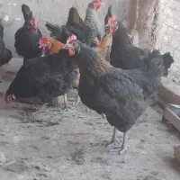 مرغ تخمگذار