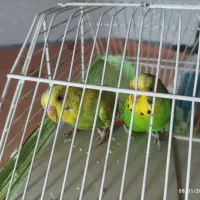 مرغ عشق مولد