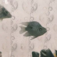 ماهی تگزاس بالغ