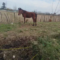 اسب مادیان با کره مادیان|اسب و تجهیزات اسبسواری|ماسال, |دیوار