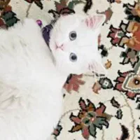 گربه|گربه|ارومیه, |دیوار