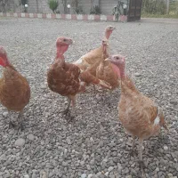 بوقلمون بوربورن|حیوانات مزرعه|آستانه اشرفیه, |دیوار