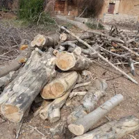 چوب زغالی|خدمات باغبانی و درختکاری|شیراز, میرزاکوچک خان|دیوار