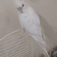 جوجه عروس هلندی