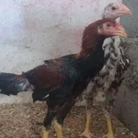 لاری
