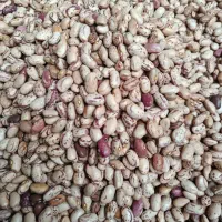 لوبیا|خوردنی و آشامیدنی|فاضل آباد, |دیوار